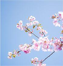 自考樱花季,你知道吗? 自考樱花季,你知道吗?